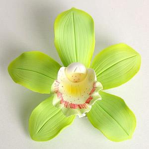 Cymbidium Orchid - Lime Green 300