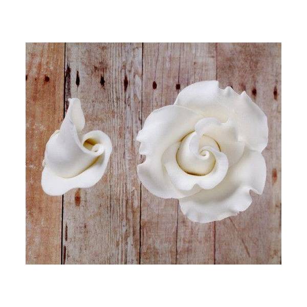 Classic English Roses Blooms & Buds - White