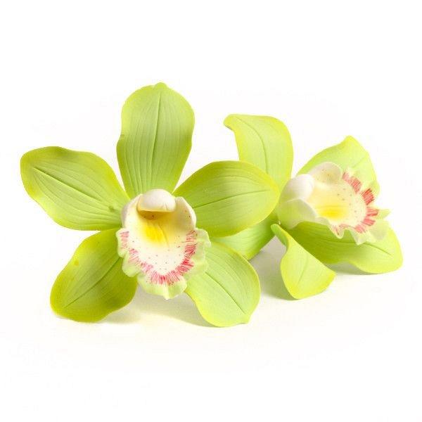 Cymbidium Orchid - Lime Green