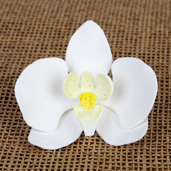 Phalaenopsis Orchid - White 600