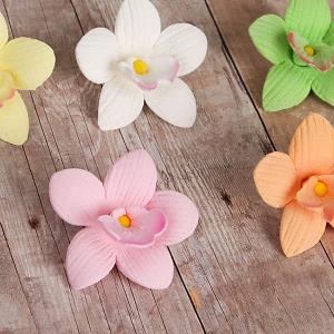 Mini Cymbidium Orchids - Mixed Colors 2