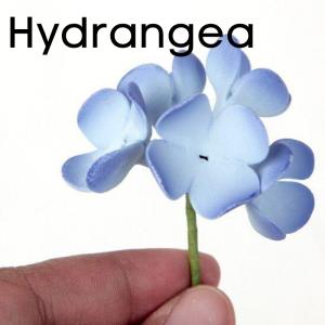 Hydrangea