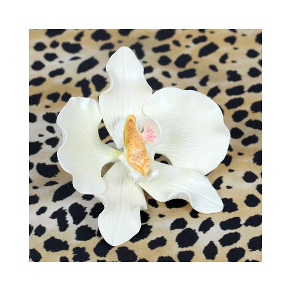 Moth Orchid - White